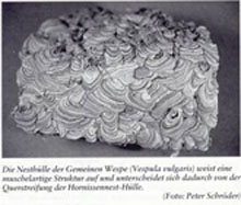 Gemeine Wespe